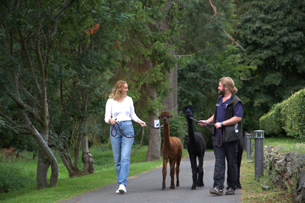 Alpaca Trek reduced